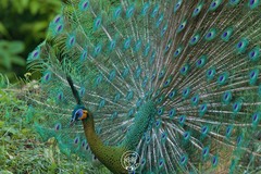 Pavo muticus