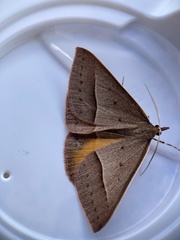 Epidesmia chilonaria