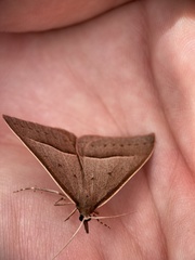 Epidesmia chilonaria