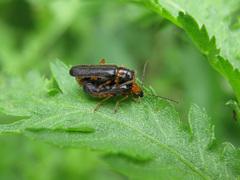 Cantharis