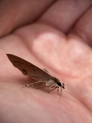 Epidesmia chilonaria