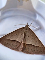 Epidesmia chilonaria