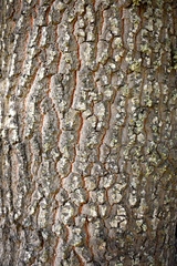 Quercus × avellaniformis