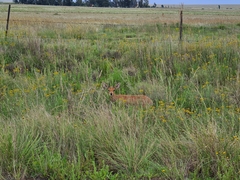 Raphicerus campestris campestris