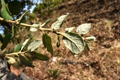 Quercus × avellaniformis