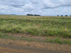 Raphicerus campestris campestris