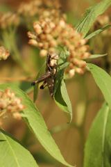Melanoplus rusticus