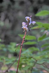 Pyrola crypta