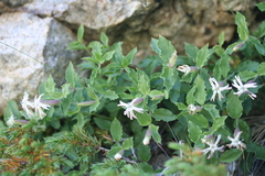 Silene cordifolia