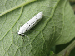 Myelois circumvoluta