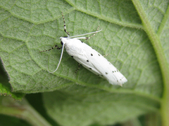 Myelois circumvoluta