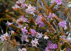 Lachnaea montana
