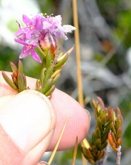 Lachnaea montana