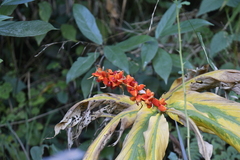 Hedychium gardnerianum