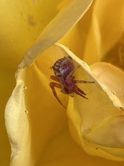 Thomisus citrinellus