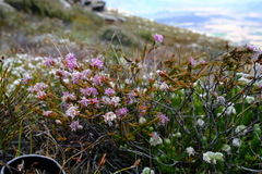 Lachnaea montana