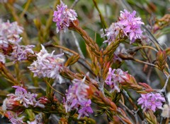 Lachnaea montana