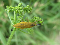 Lixus iridis