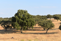 Quercus × avellaniformis