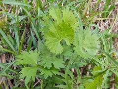 Ranunculus auricomus