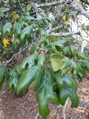 Quercus kelloggii