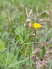 Ranunculus auricomus
