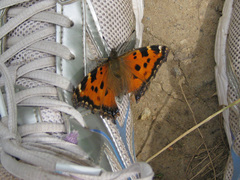 Nymphalis xanthomelas