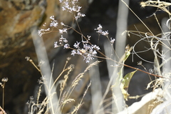 Spermadictyon suaveolens
