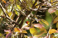 Aethopyga gouldiae