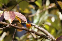 Aethopyga nipalensis