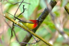 Aethopyga gouldiae