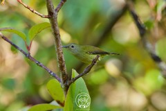 Aethopyga nipalensis