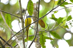 Pericrocotus solaris