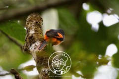 Pericrocotus solaris