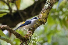 Pteruthius aeralatus