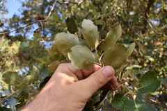 Quercus × avellaniformis