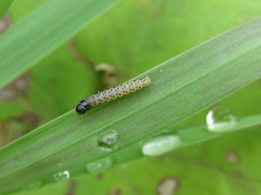 Anthophila fabriciana