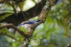 Pteruthius aeralatus