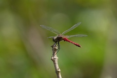 Sympetrum cordulegaster