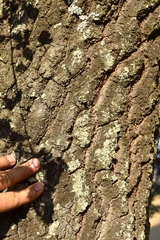 Quercus × avellaniformis