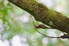 Certhia manipurensis