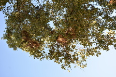 Quercus × avellaniformis