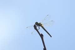 Sympetrum cordulegaster