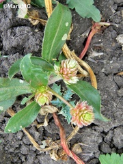 Gomphrenoideae