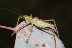 Terpandrus