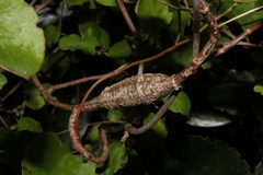Morova subfasciata