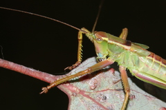 Terpandrus