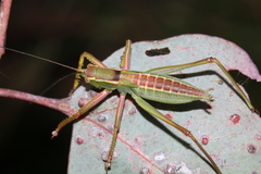 Terpandrus