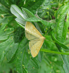 Sitochroa verticalis