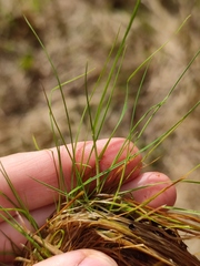 Agrostis canina